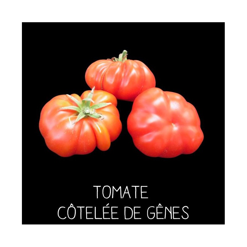Tomate côtelée de Gênes