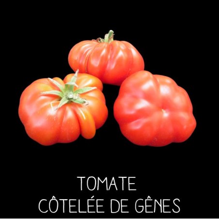 Tomate côtelée de Gênes