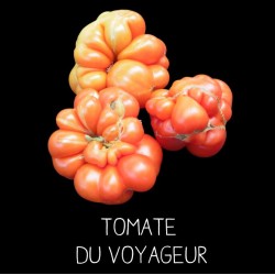 Tomate du voyageur