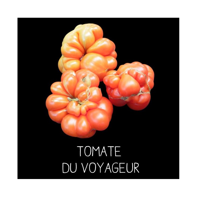 Tomate du voyageur