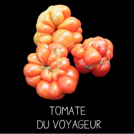 Tomate du voyageur