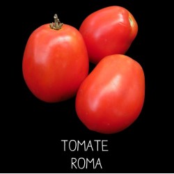 Tomate Roma souche paysanne