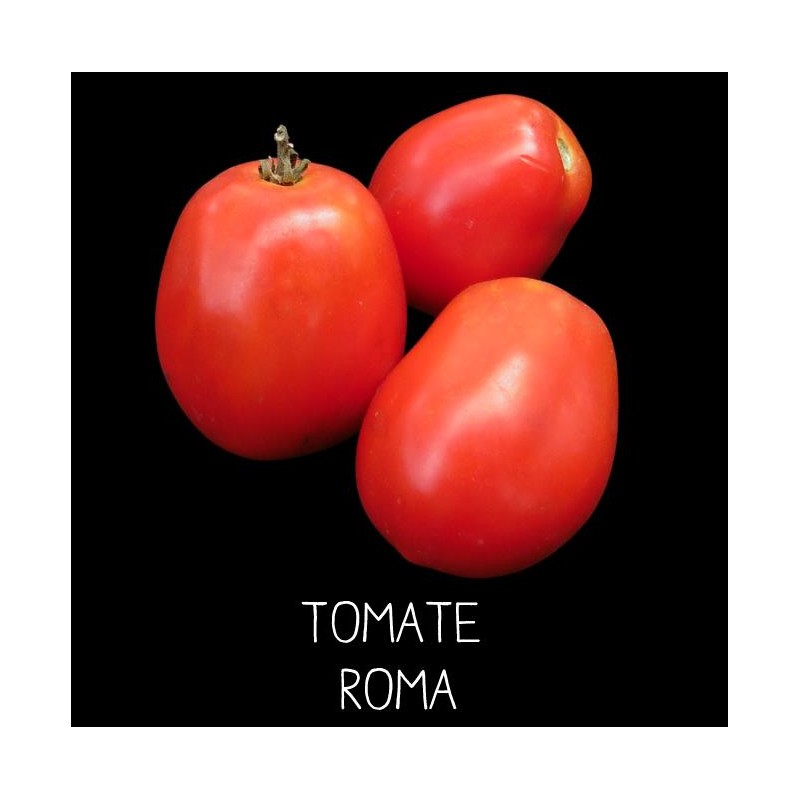 Tomate Roma souche paysanne