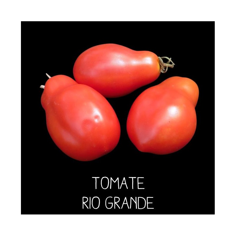 Tomate rio grande