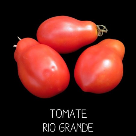 Tomate rio grande