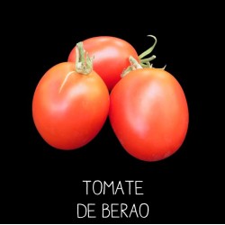 Tomate de Berao