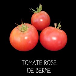 Tomate rose de Berne