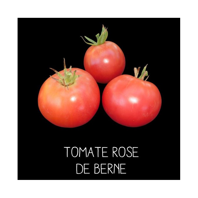 Tomate rose de Berne