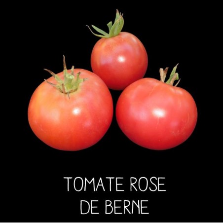 Tomate rose de Berne