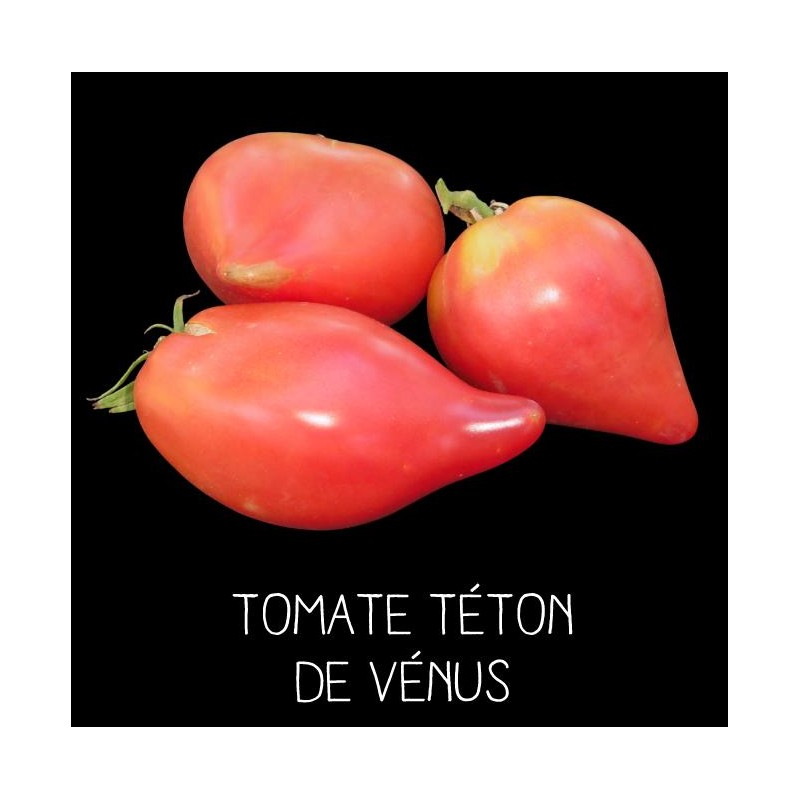 Tomate téton de Vénus