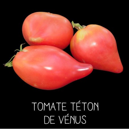Tomate téton de Vénus