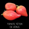 Tomate téton de Vénus