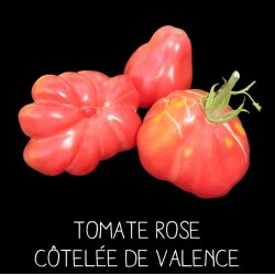 Tomate rose côtelée de Valence