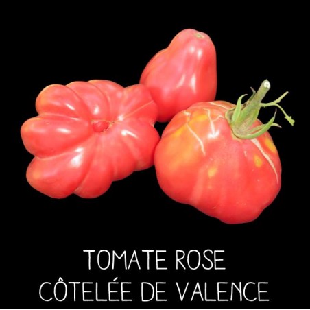 Tomate rose côtelée de Valence