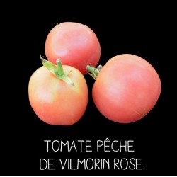 Tomate pêche Vilmorin rose