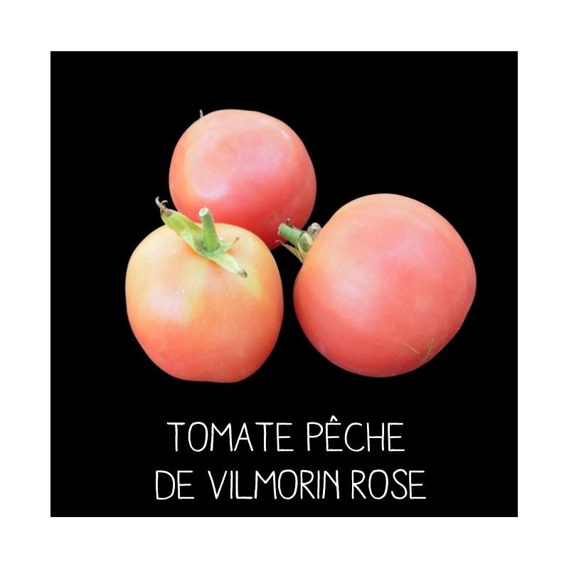 Tomate pêche Vilmorin rose