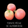 Tomate pêche Vilmorin rose