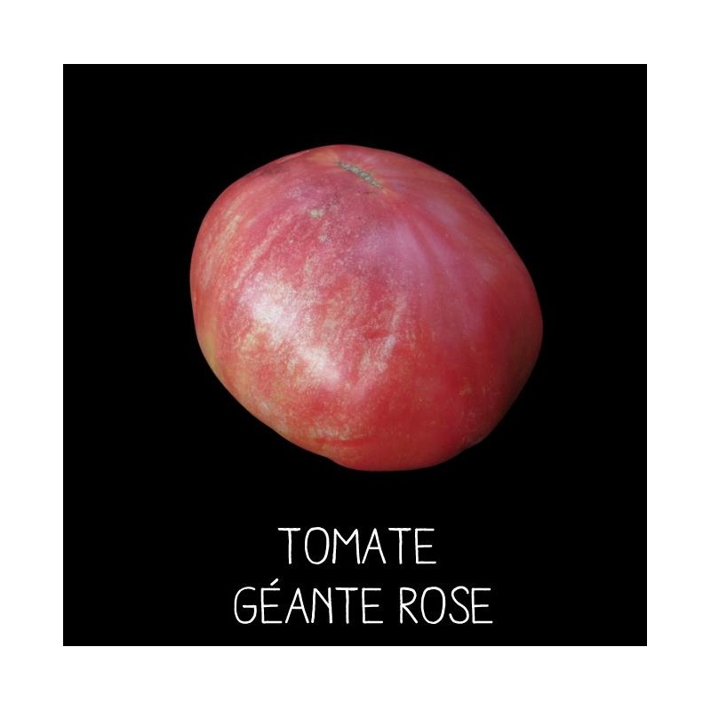 Tomate géante rose
