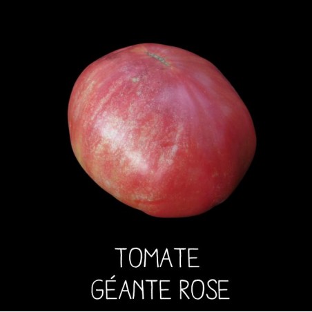Tomate géante rose