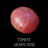 Tomate géante rose