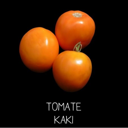 Tomate kaki orange