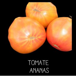 Tomate Ananas