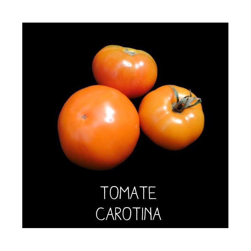 Tomate carotina orange