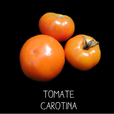 Tomate carotina orange