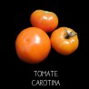 Tomate carotina orange