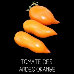 Tomate des Andes orange