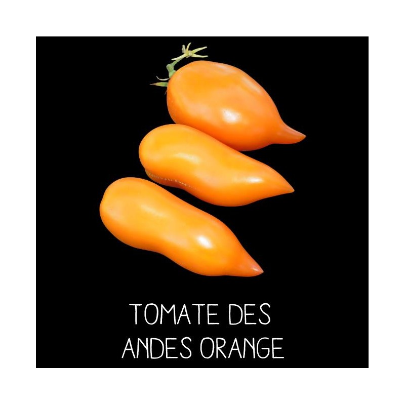 Tomate des Andes orange