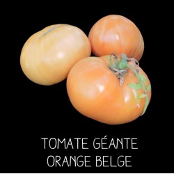 Tomate géante orange de Belgique