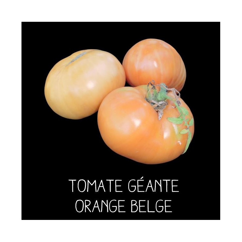 Tomate géante orange de Belgique