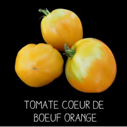 Tomate cœur de bœuf orange