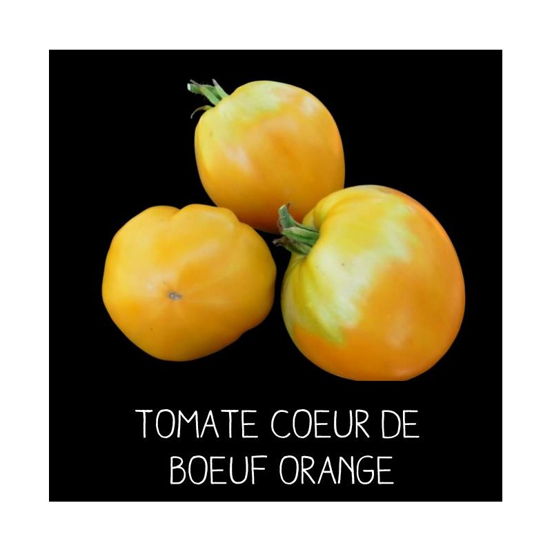 Tomate cœur de bœuf orange