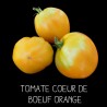 Tomate cœur de bœuf orange