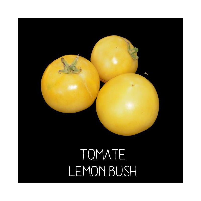 Tomate lemon bush