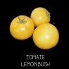 Tomate lemon bush