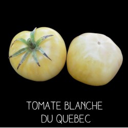 Tomate blanche du Québec