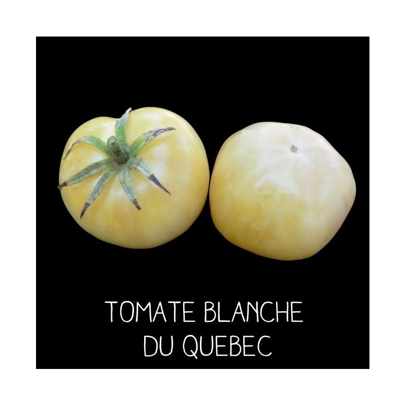 Tomate blanche du Québec