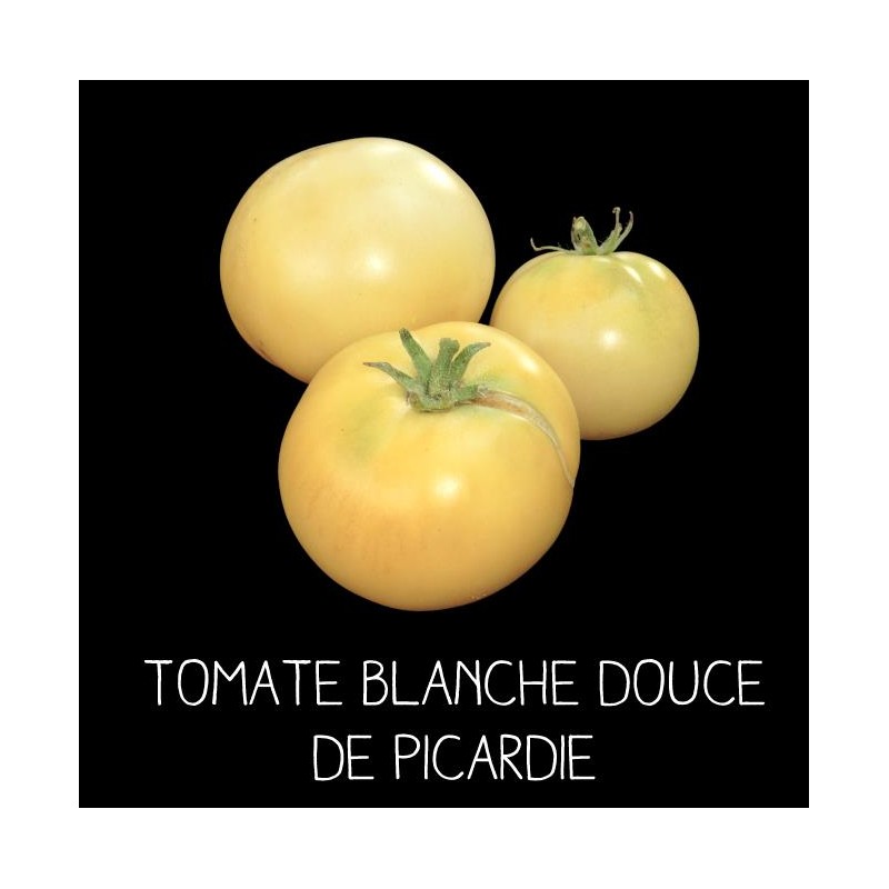 Tomate blanche douce de Picardie