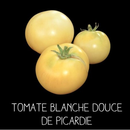 Tomate blanche douce de Picardie