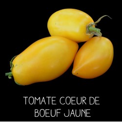 Tomate cœur de bœuf jaune