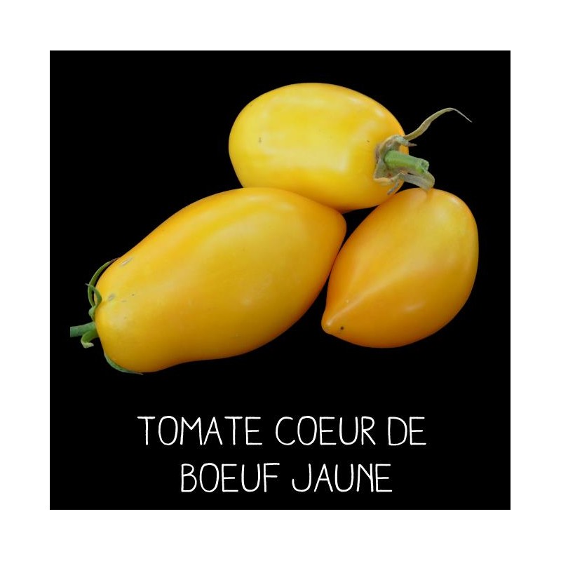 Tomate cœur de bœuf jaune