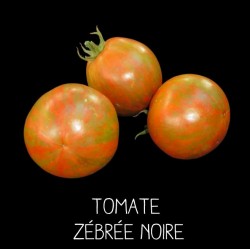 Tomate black zebra ou zébrée noire