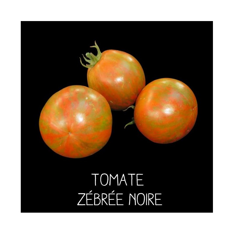 Tomate black zebra ou zébrée noire