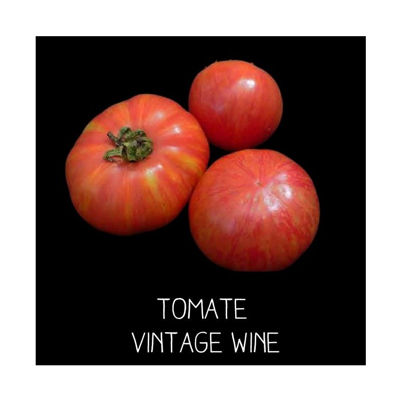 Tomate Vintage wine
