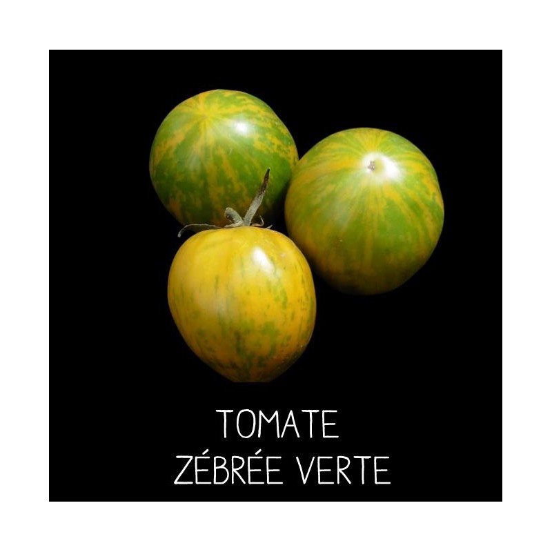 Tomate green zebra ou zébrée verte