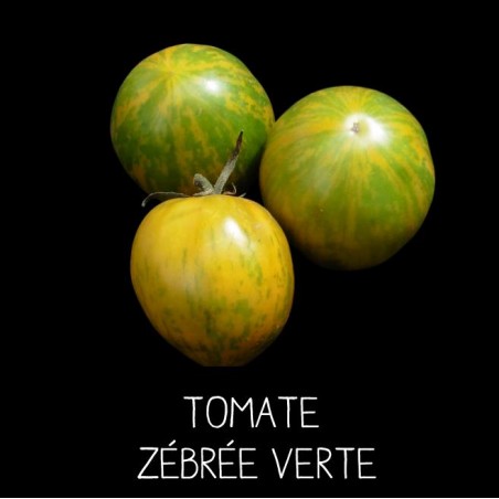Tomate green zebra ou zébrée verte