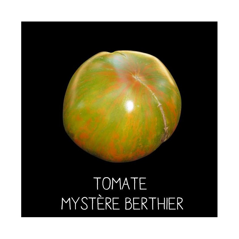 Tomate Mystère Berthier